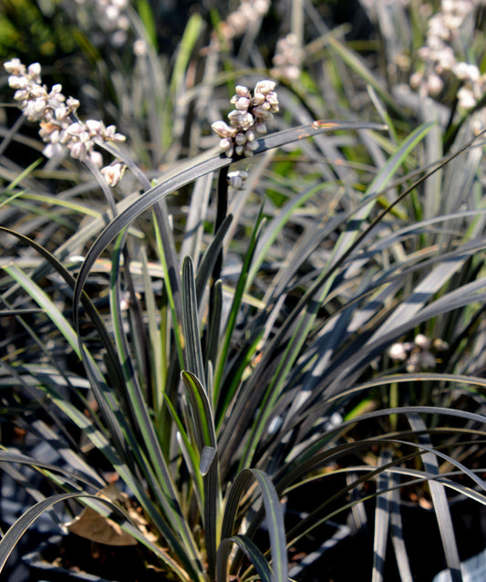 Ophiopogon planiscapus ‘Edge of Night’