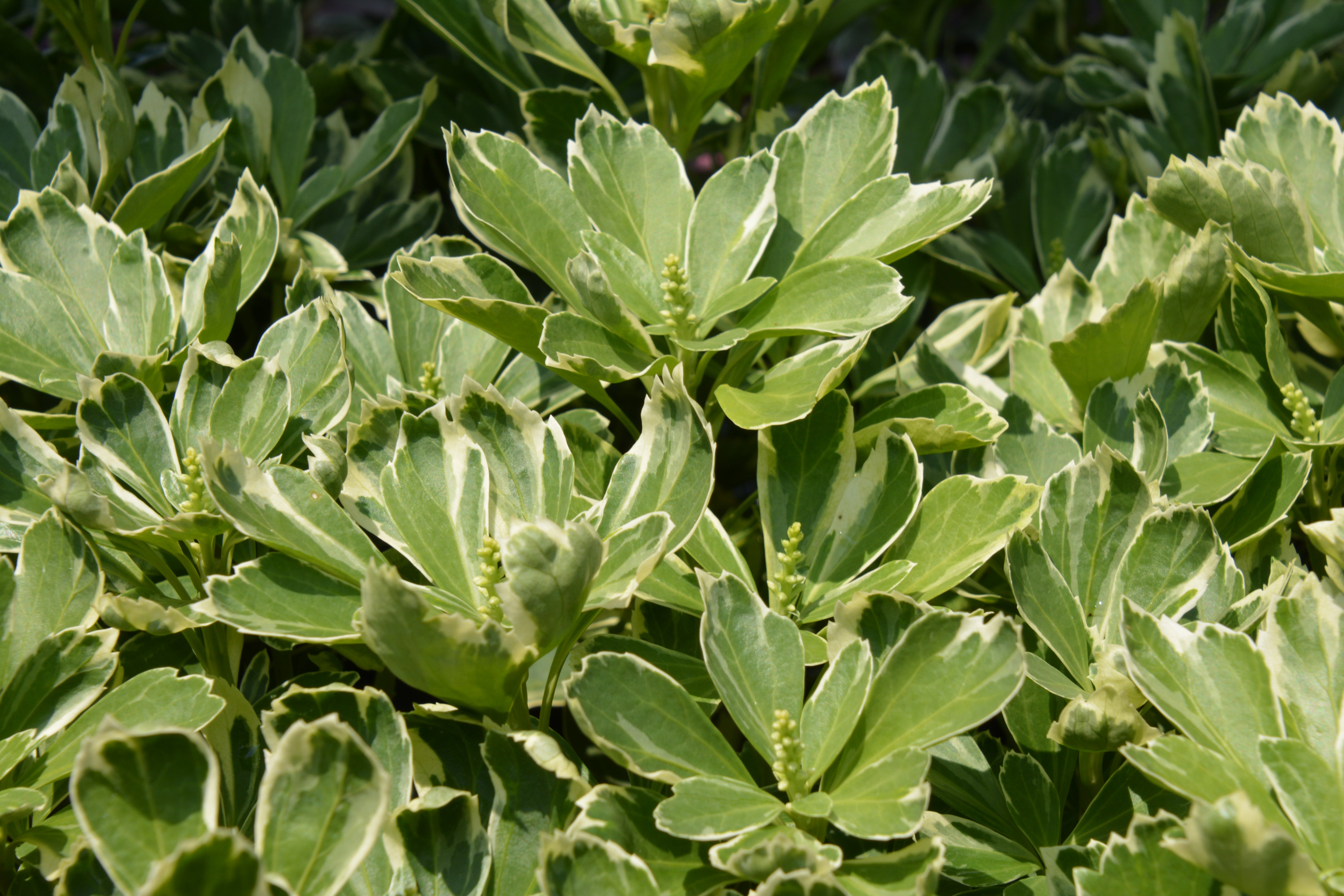 Spruge, Japanese 'Variegata' (Pachysandra) – Passiglia Landscape