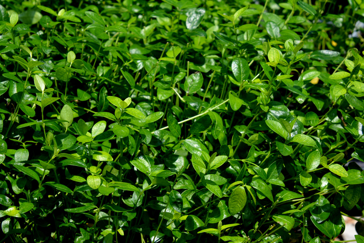 Vinca minor 'Bowles'