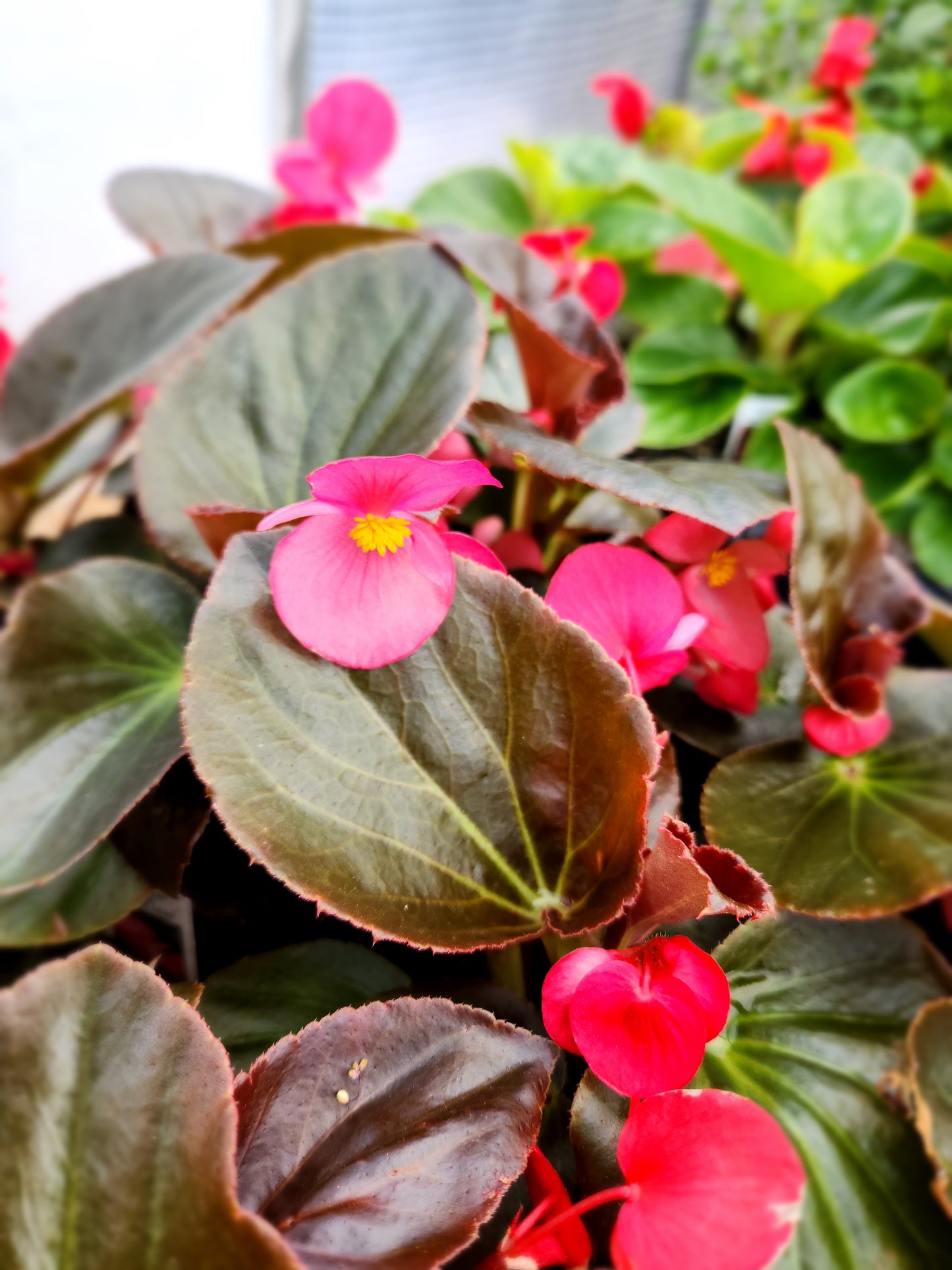 Begonia x hybrida