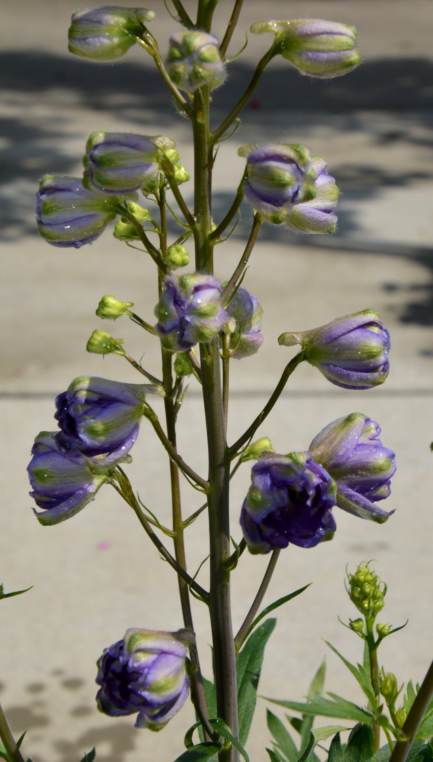 Delphinium 'Delgenius Shelby'