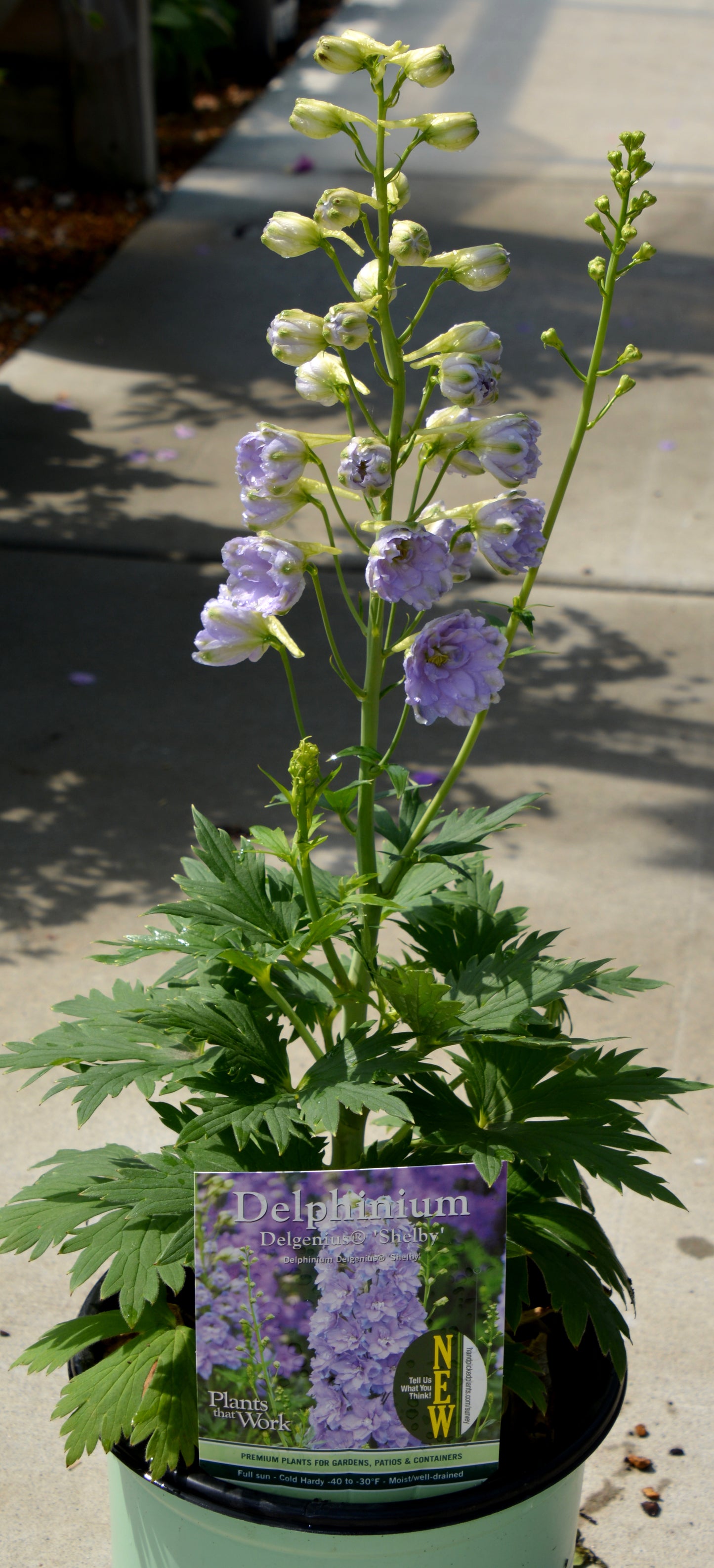 Delphinium 'Delgenius Shelby'