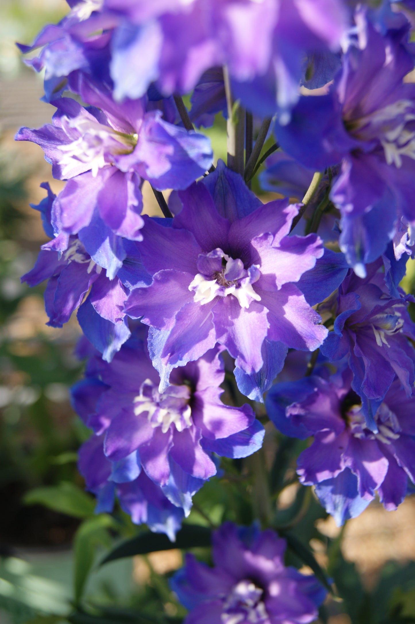 Delphinium 'Delgenius Kingsley'