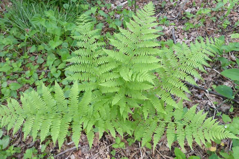 Dennstaedtia punctilobula