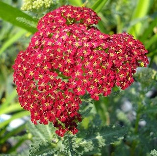 Yarrow 'Desert Eve Red' (Achillea)