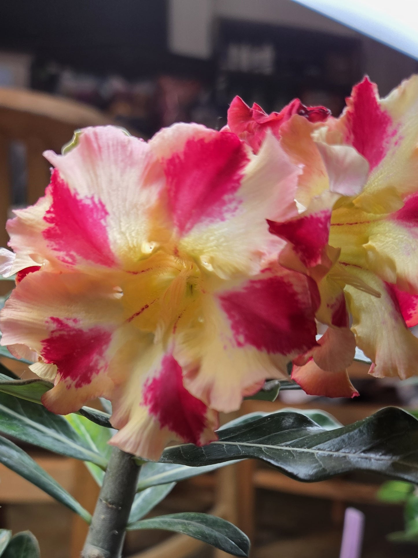 Desert Rose, Assorted (Adenium)