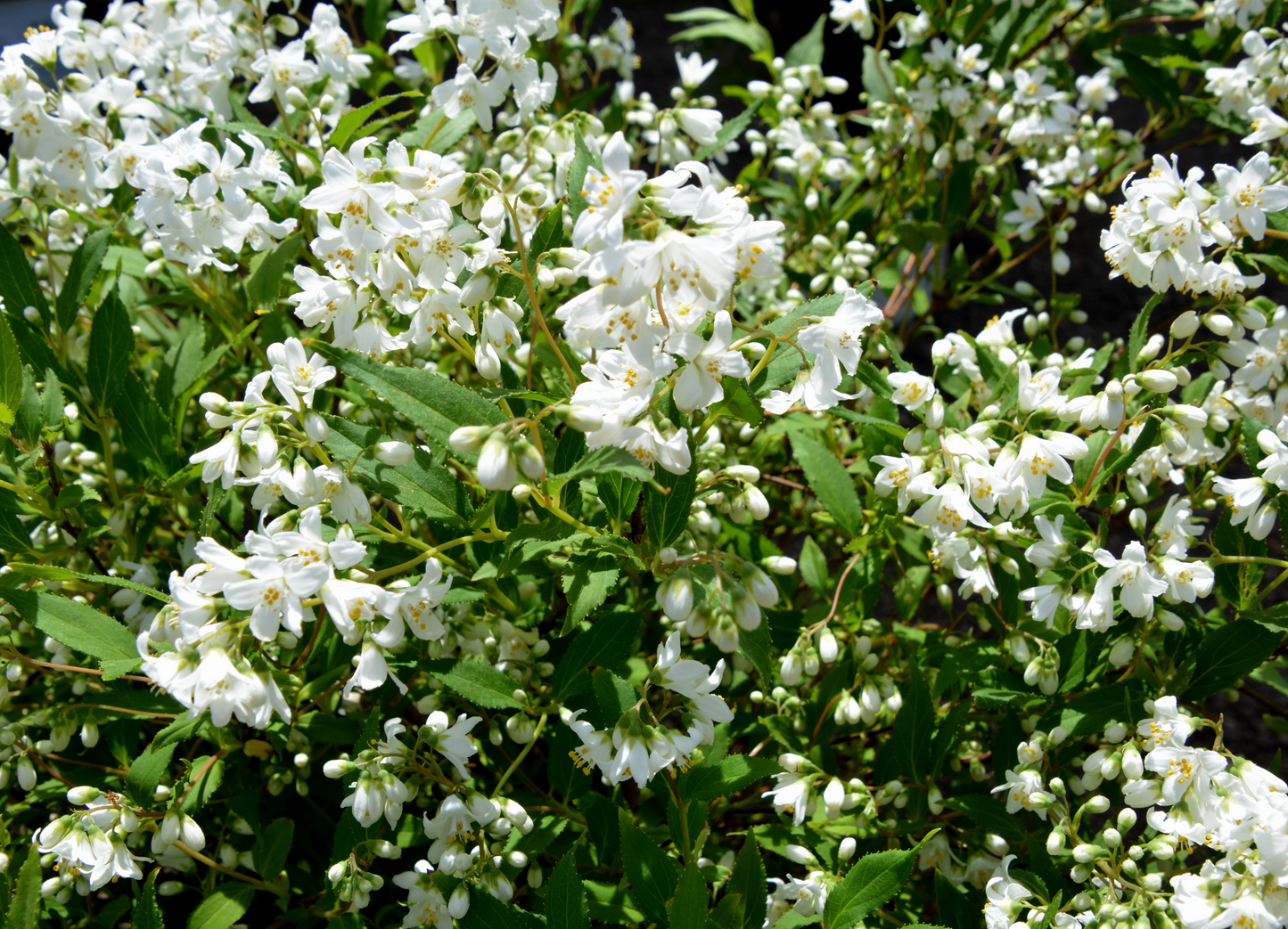 Deutzia gracilis 'Nikko'