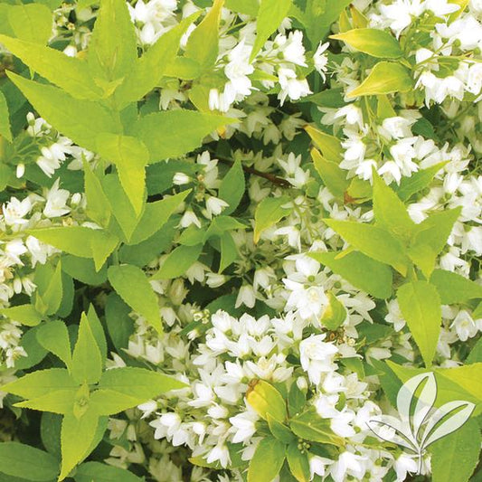 Deutzia gracilis 'Chardonnay Pearls'