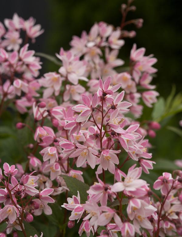 Deutzia, Slender 'Yuki Cherry Blossom' (Deutzia)