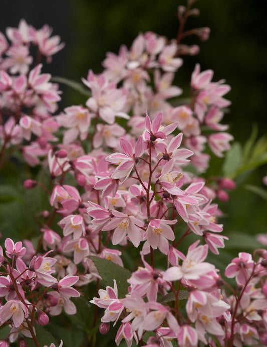 Deutzia, Slender 'Yuki Cherry Blossom' (Deutzia)