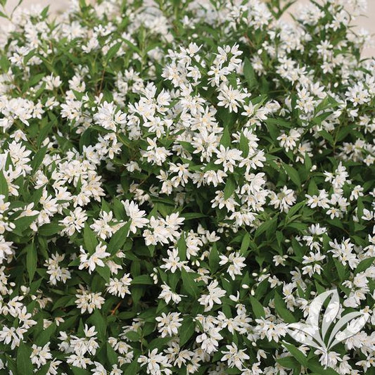 Deutzia, Slender 'Yuki Snowflake' (Deutzia)