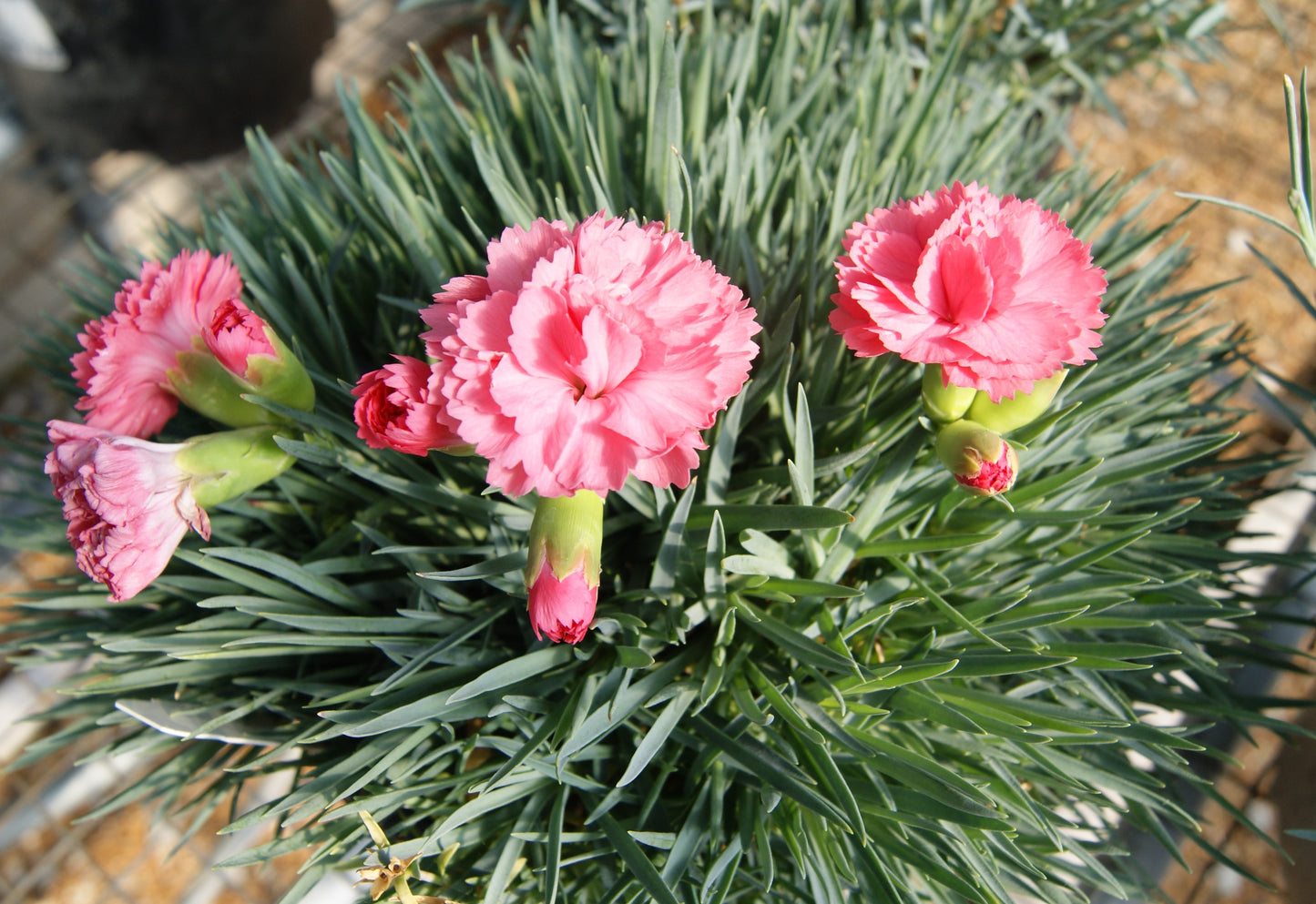 Dianthus x 'Fruit Punch Classic Coral'