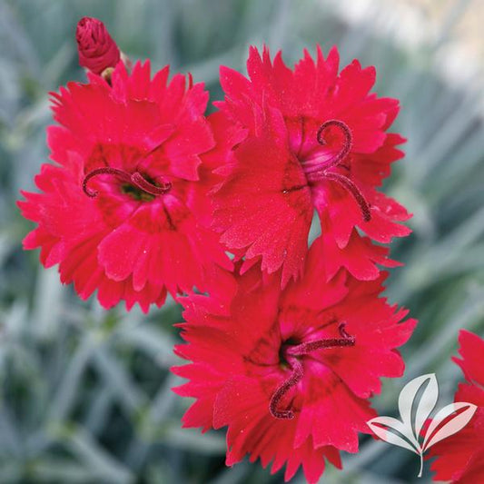 Dianthus x allwoodii 'Fire Star'