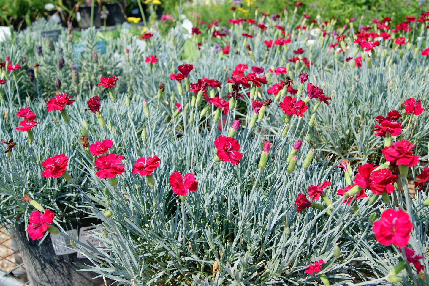 Dianthus x allwoodii 'Frosty Fire'