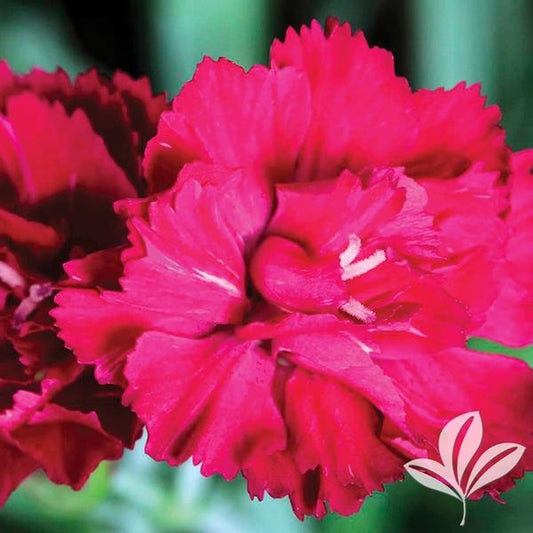 Dianthus x allwoodii 'Frosty Fire'