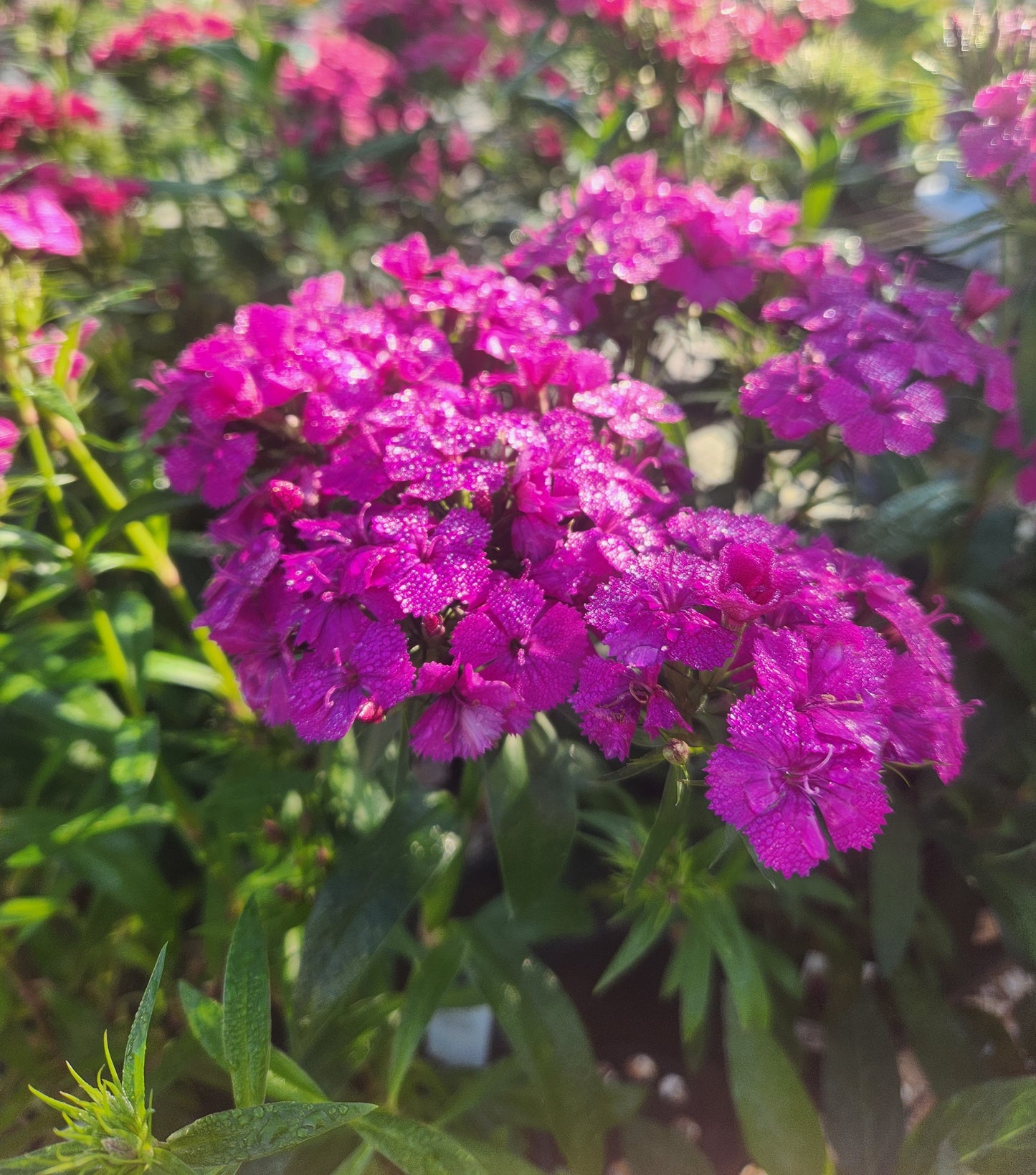 Pinks, Carnation Sweet William 'Jolt' Series (Dianthus)