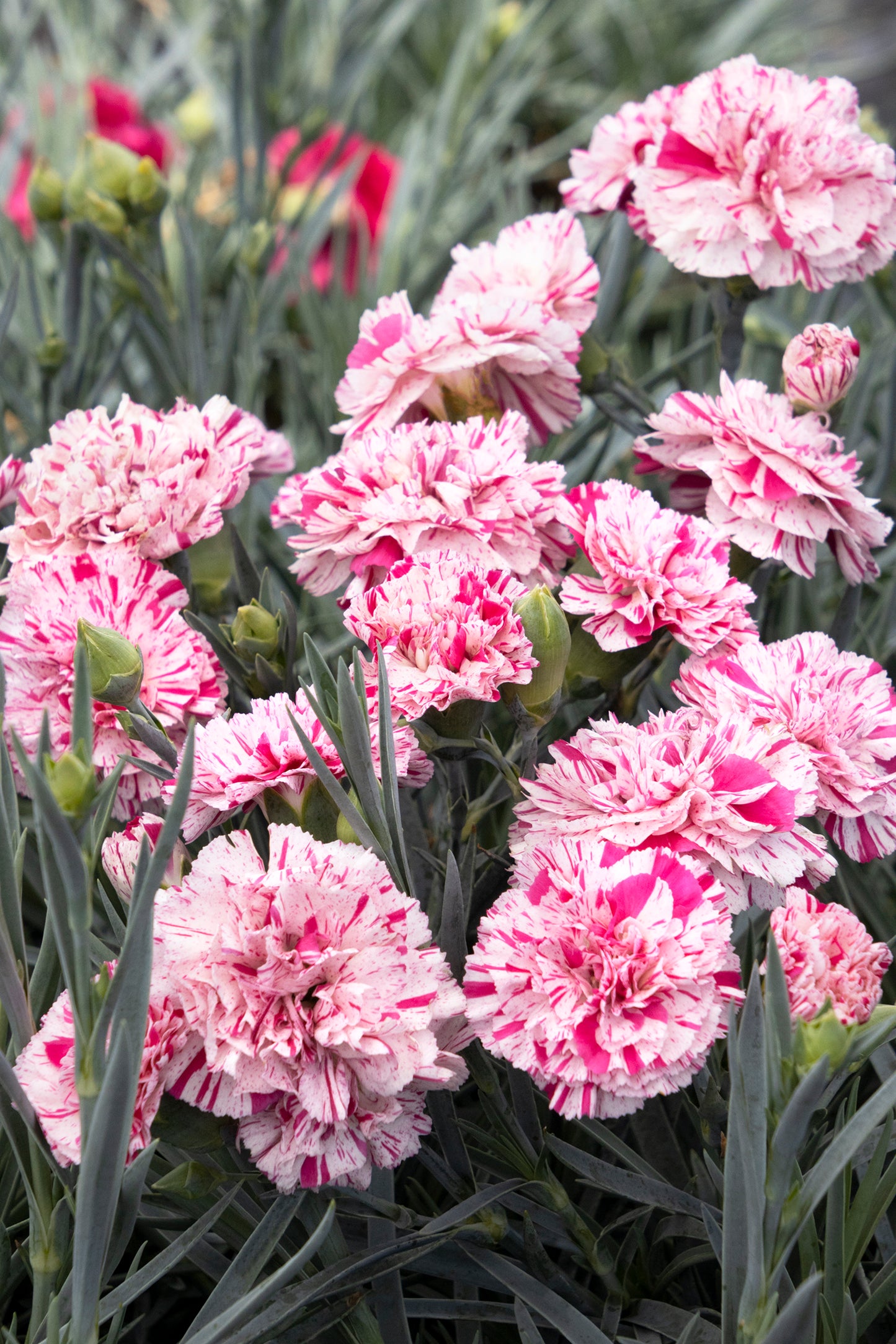 Dianthus 'Devon Cottage Pinball Wizard'