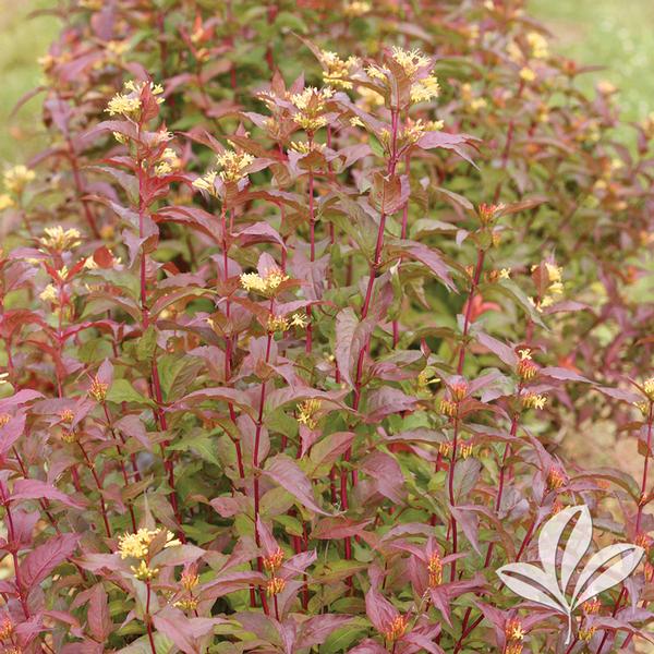 Honeysuckle, Bush 'Kodiak Red' (Diervilla)