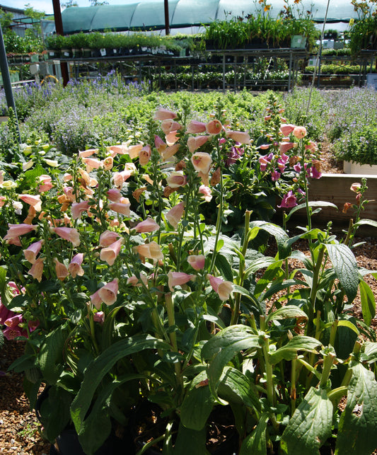 Digitalis 'Artic Fox Rose'