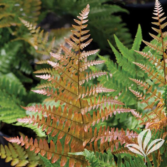 Dryopteris erythrosora