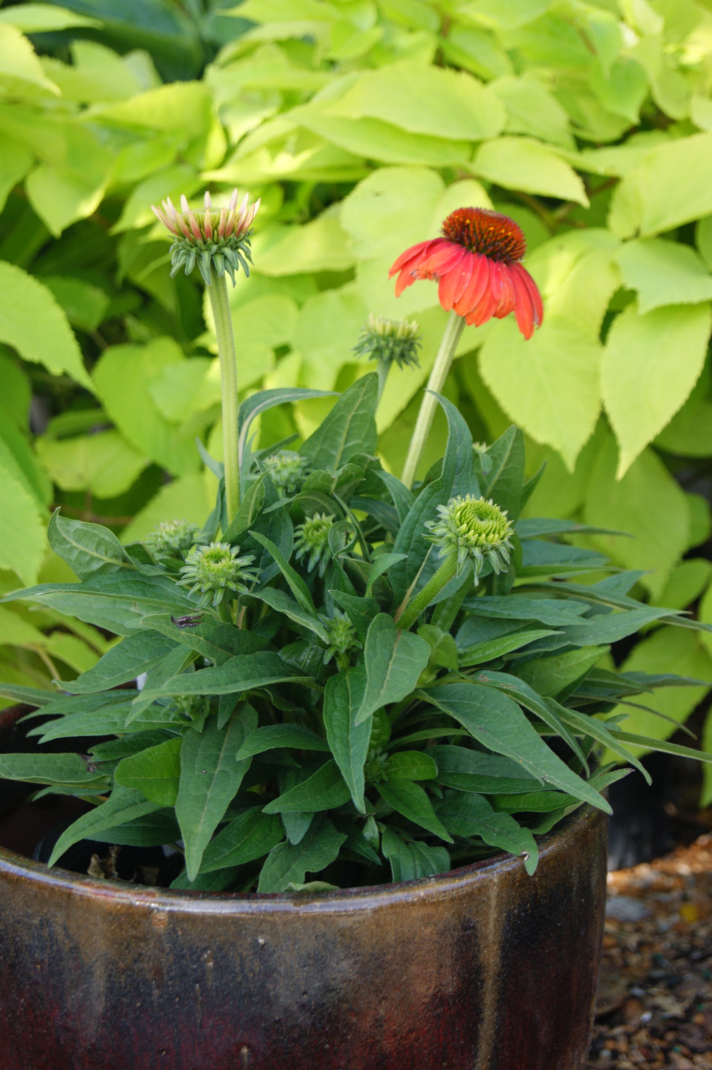 Echinacea 'Sombrero Hot Coral'