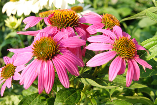 Echinacea 'Pow Wow Wild Berry'