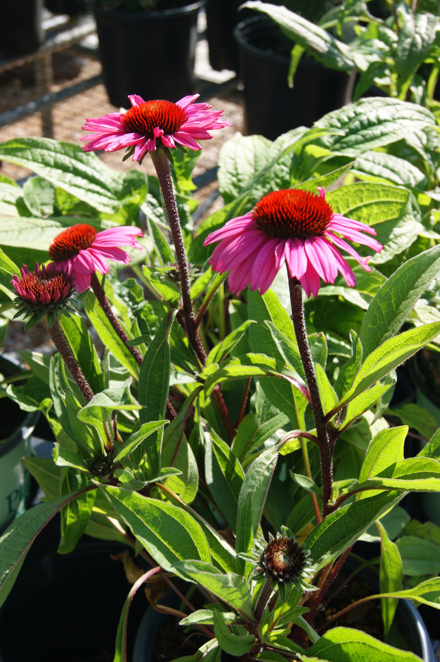 Coneflower, 'Sunny Days Purplelicious' (Echinacea)