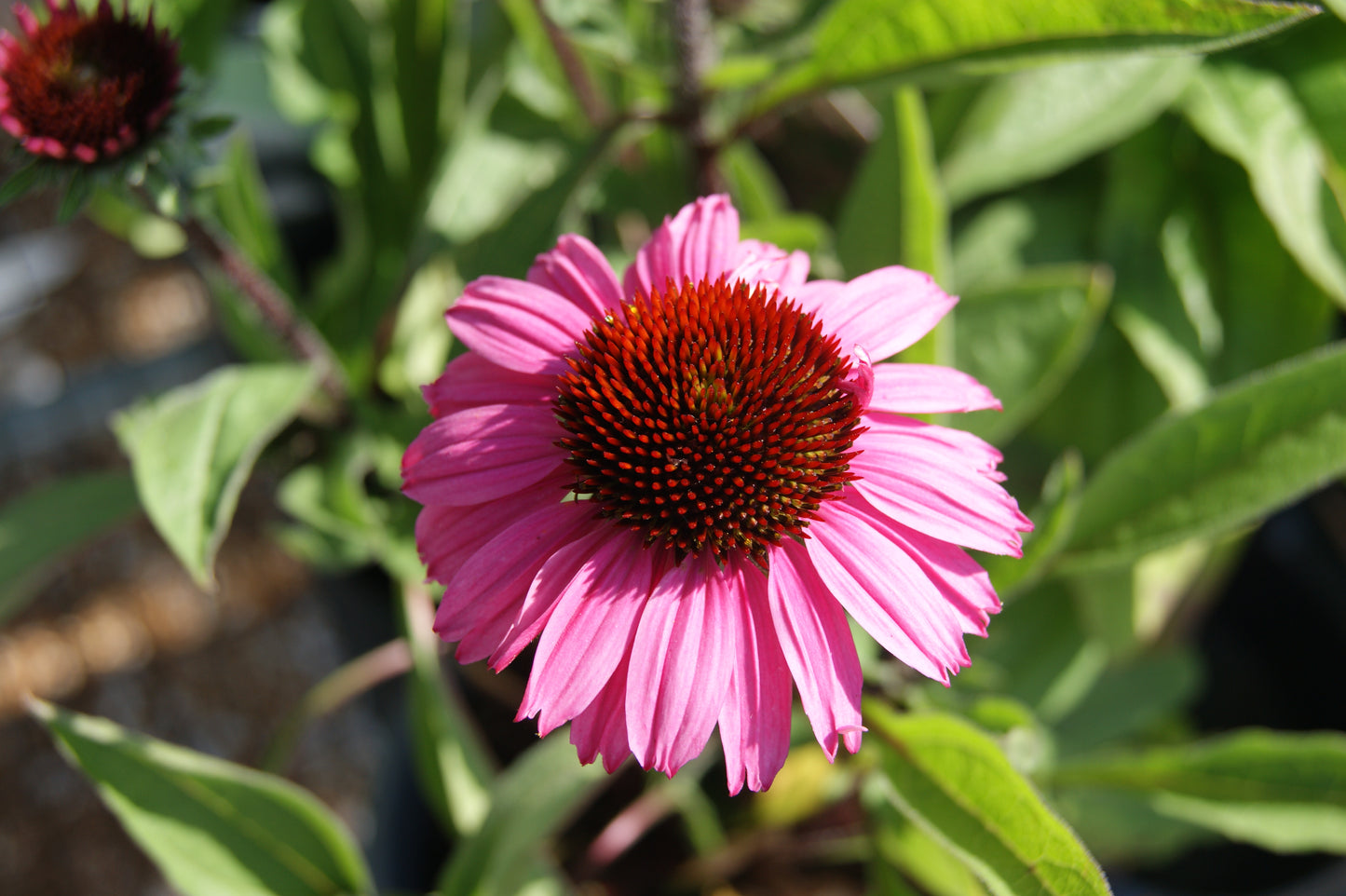 Coneflower, 'Sunny Days Purplelicious' (Echinacea)