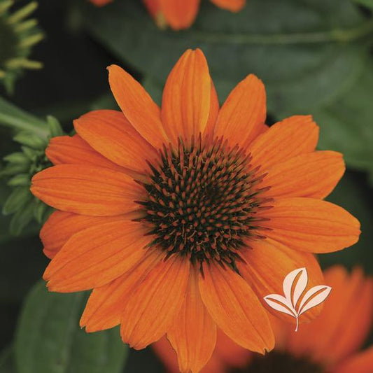 Echinacea 'Sombrero Adobe Orange'