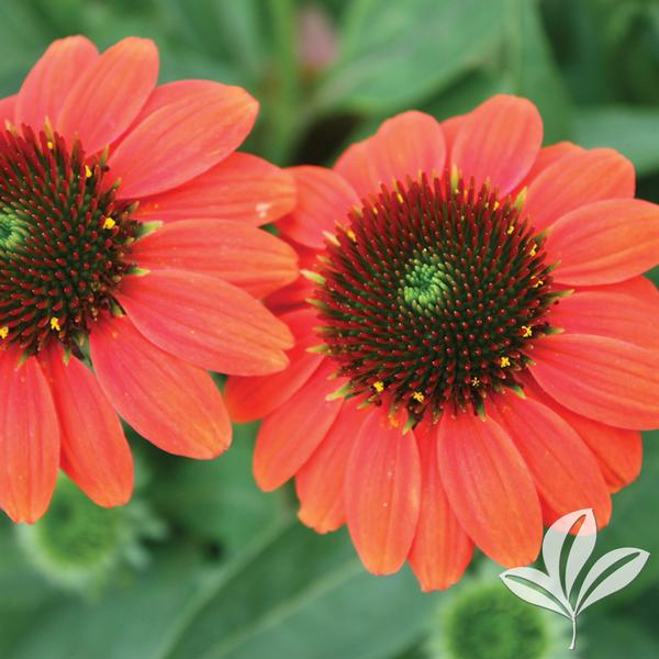 Echinacea 'Sombrero Hot Coral'