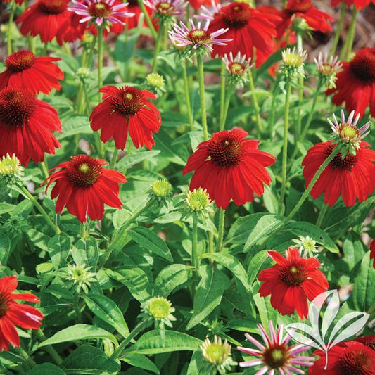 Echinacea 'Sombrero Salsa Red'