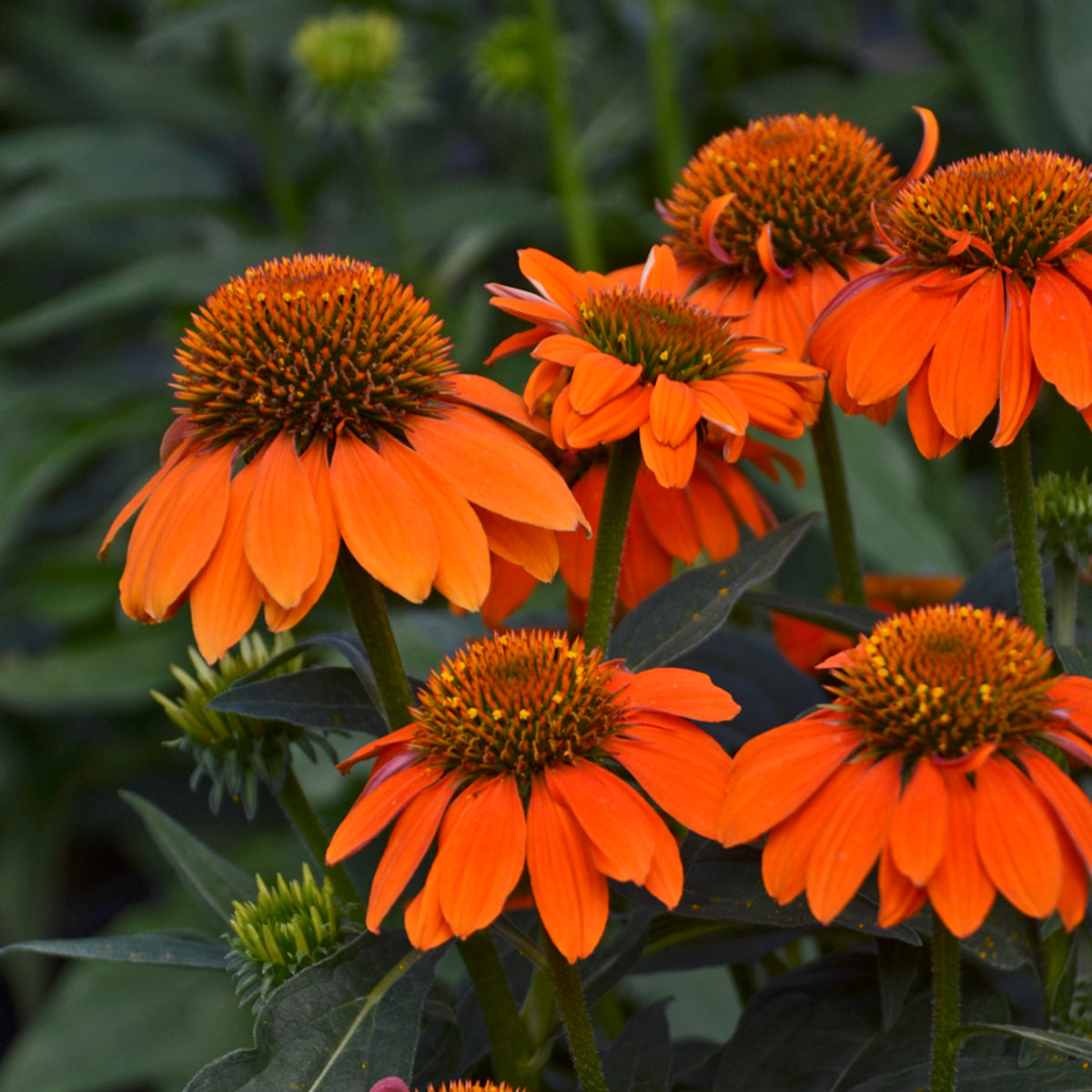 Coneflower, 'Sombrero Adobe Orange' (Echinacea)