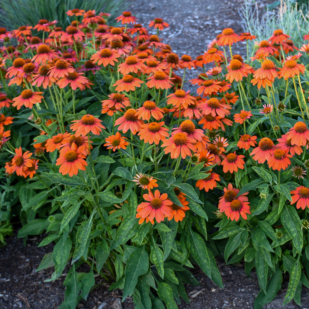 Coneflower, 'Sombrero Adobe Orange' (Echinacea)