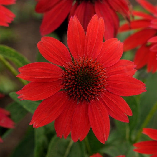 Coneflower, 'Sombrero Salsa Red' (Echinacea)