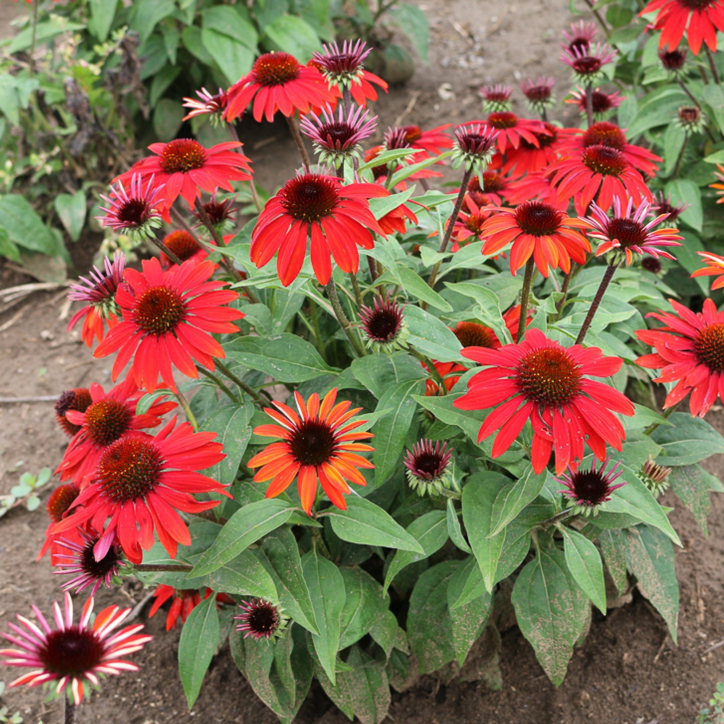 Coneflower, 'Sombrero Sangrita' (Echinacea)