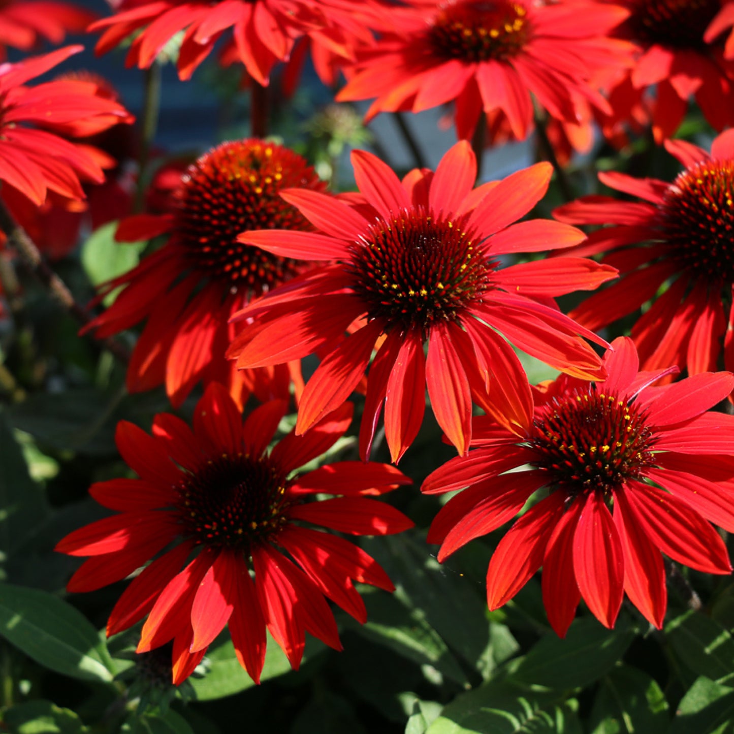 Coneflower, 'Sombrero Sangrita' (Echinacea)