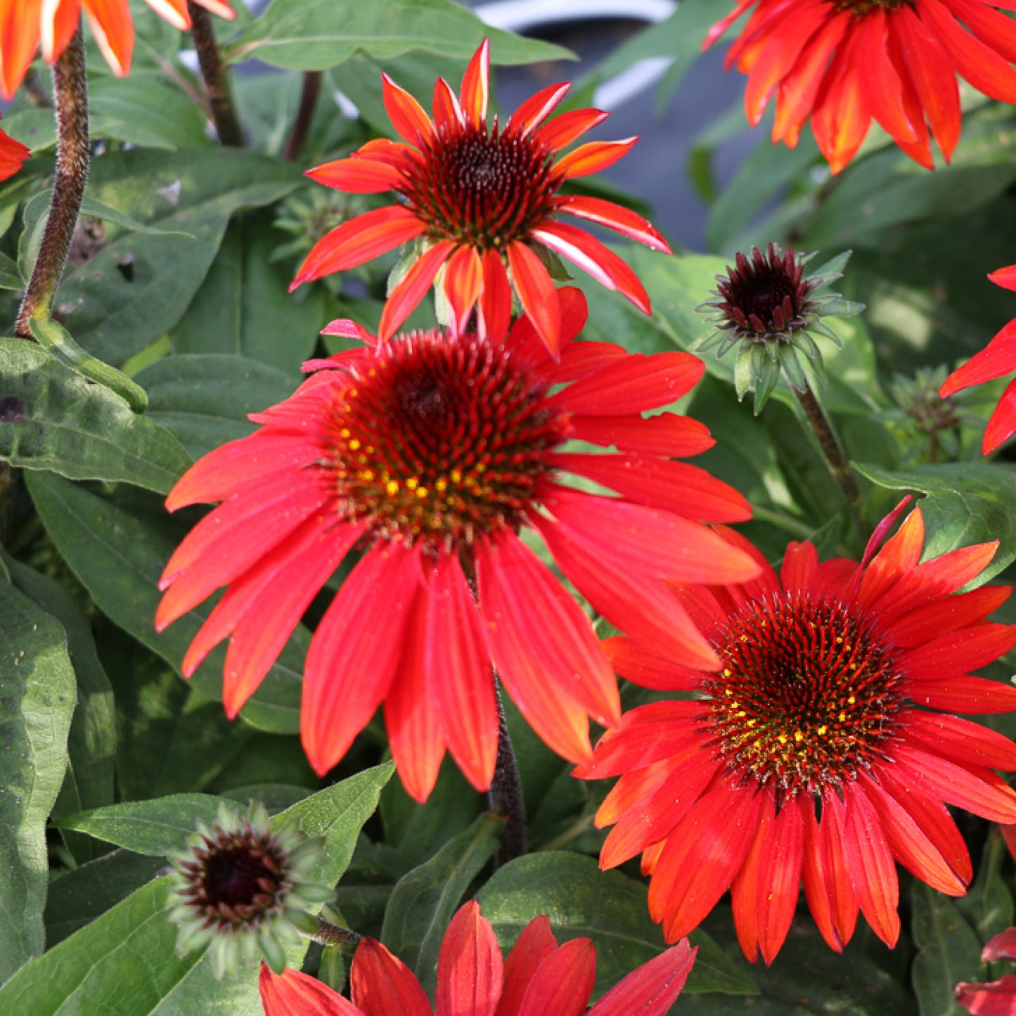 Coneflower, 'Sombrero Sangrita' (Echinacea)