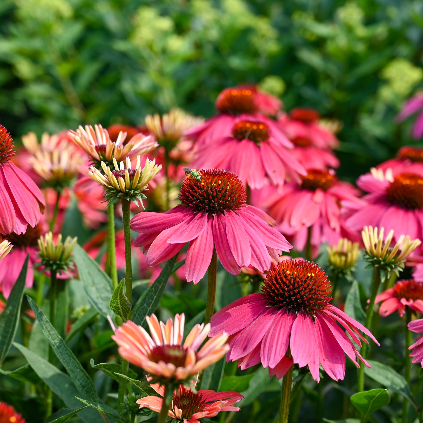 Coneflower, 'Summersong Firefinch' (Echinacea)