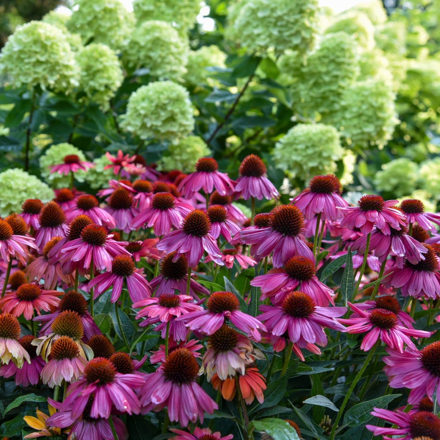 Coneflower, 'Summersong Firefinch' (Echinacea)