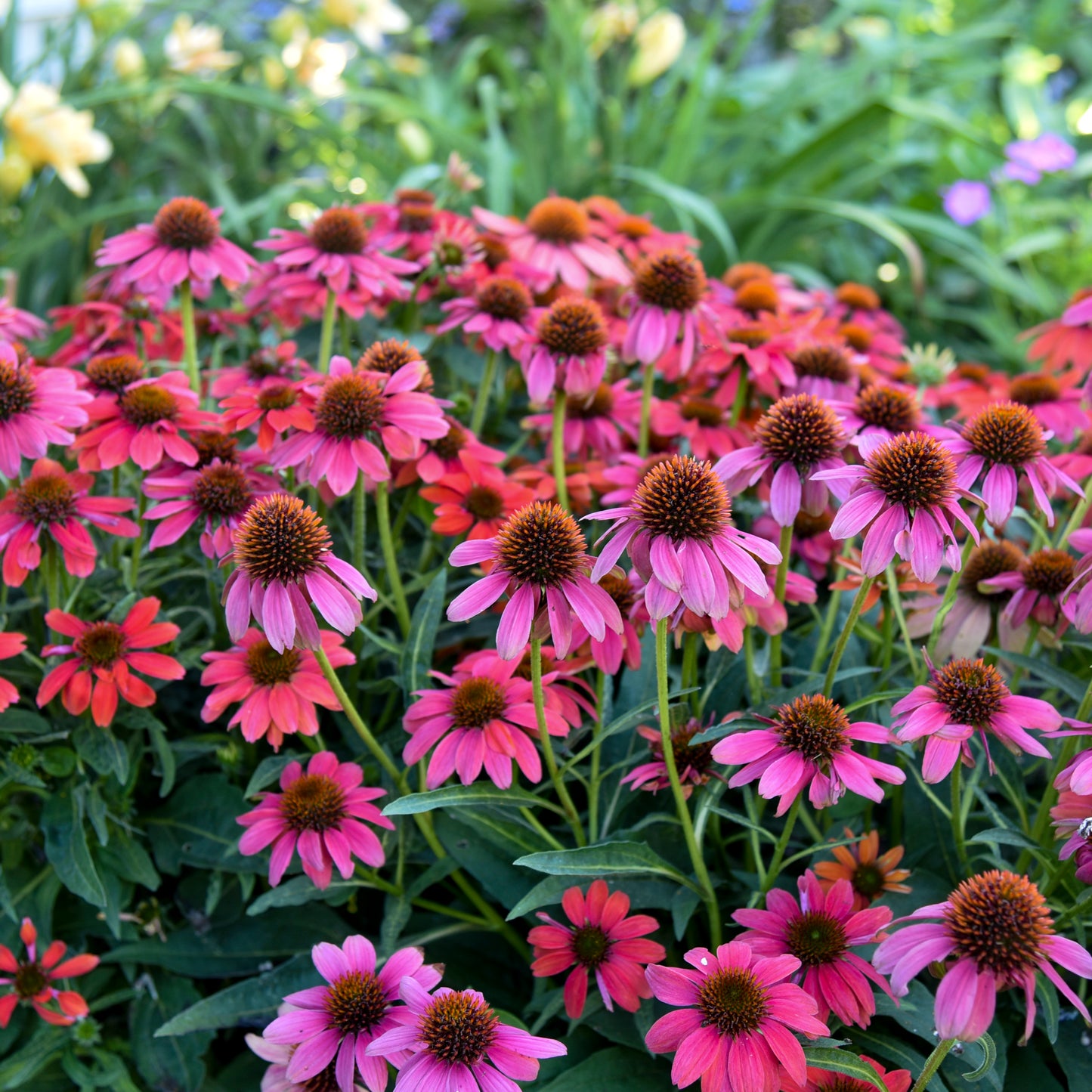 Coneflower, 'Summersong Firefinch' (Echinacea)