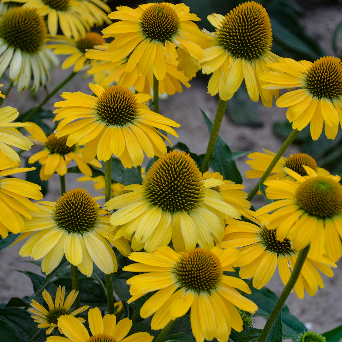 Coneflower, 'Color Coded Yellow My Darling' (Echinacea)