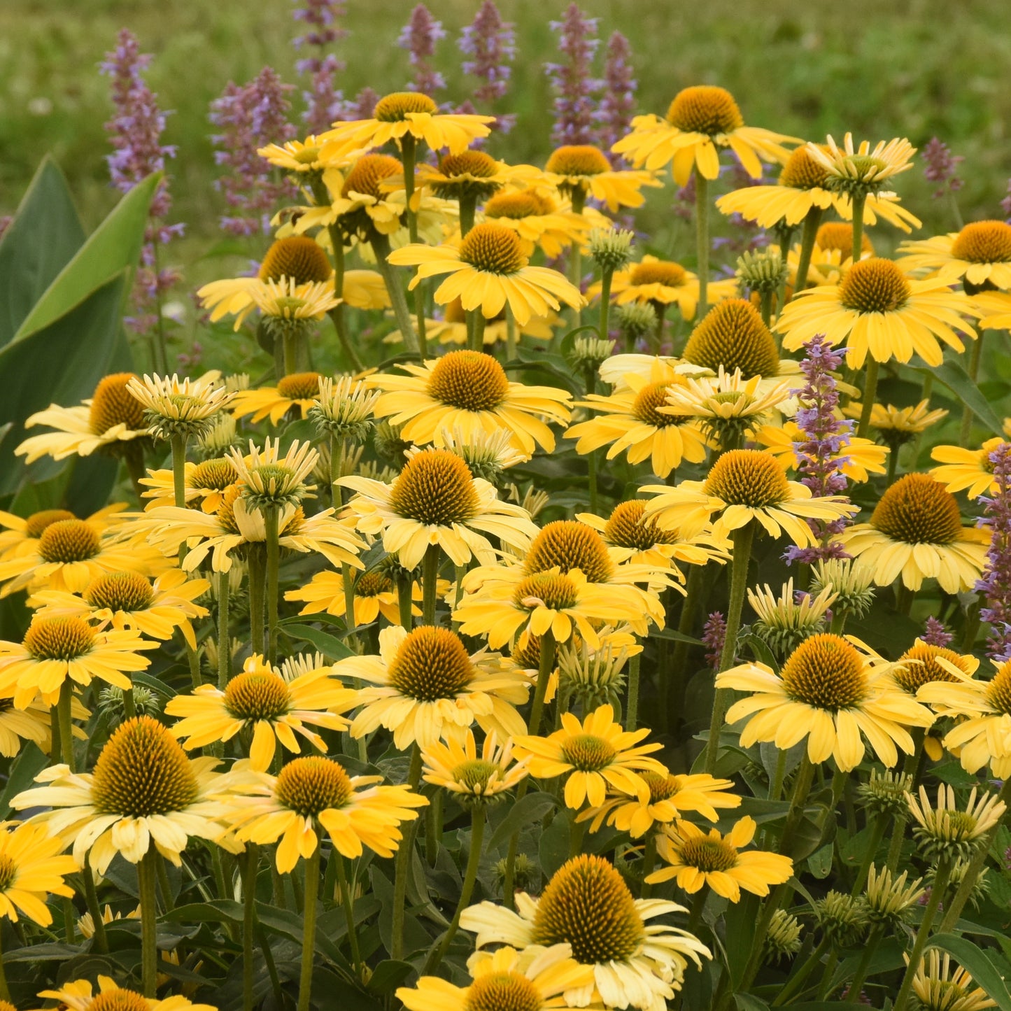 Coneflower, 'Color Coded Yellow My Darling' (Echinacea)