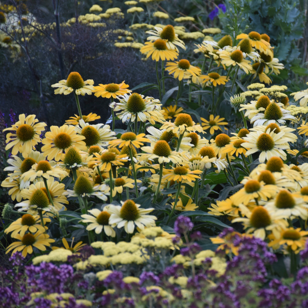 Coneflower, 'Color Coded Yellow My Darling' (Echinacea)
