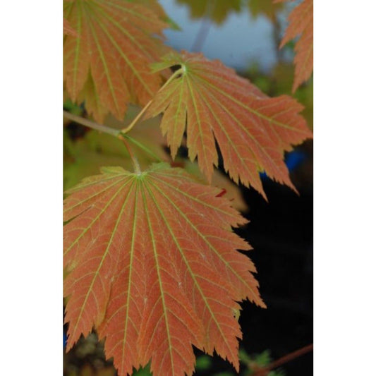 Acer japonicum 'Emmett's Pumpkin'