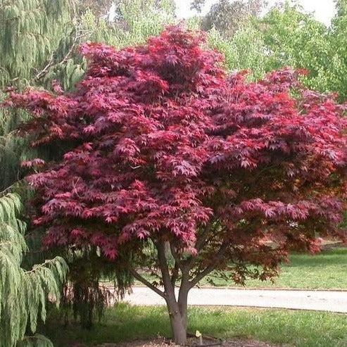 Acer palmatum 'Red Emperor'