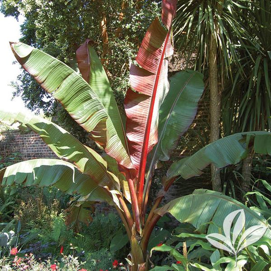 Ensete ventricosum 'Maurelii'