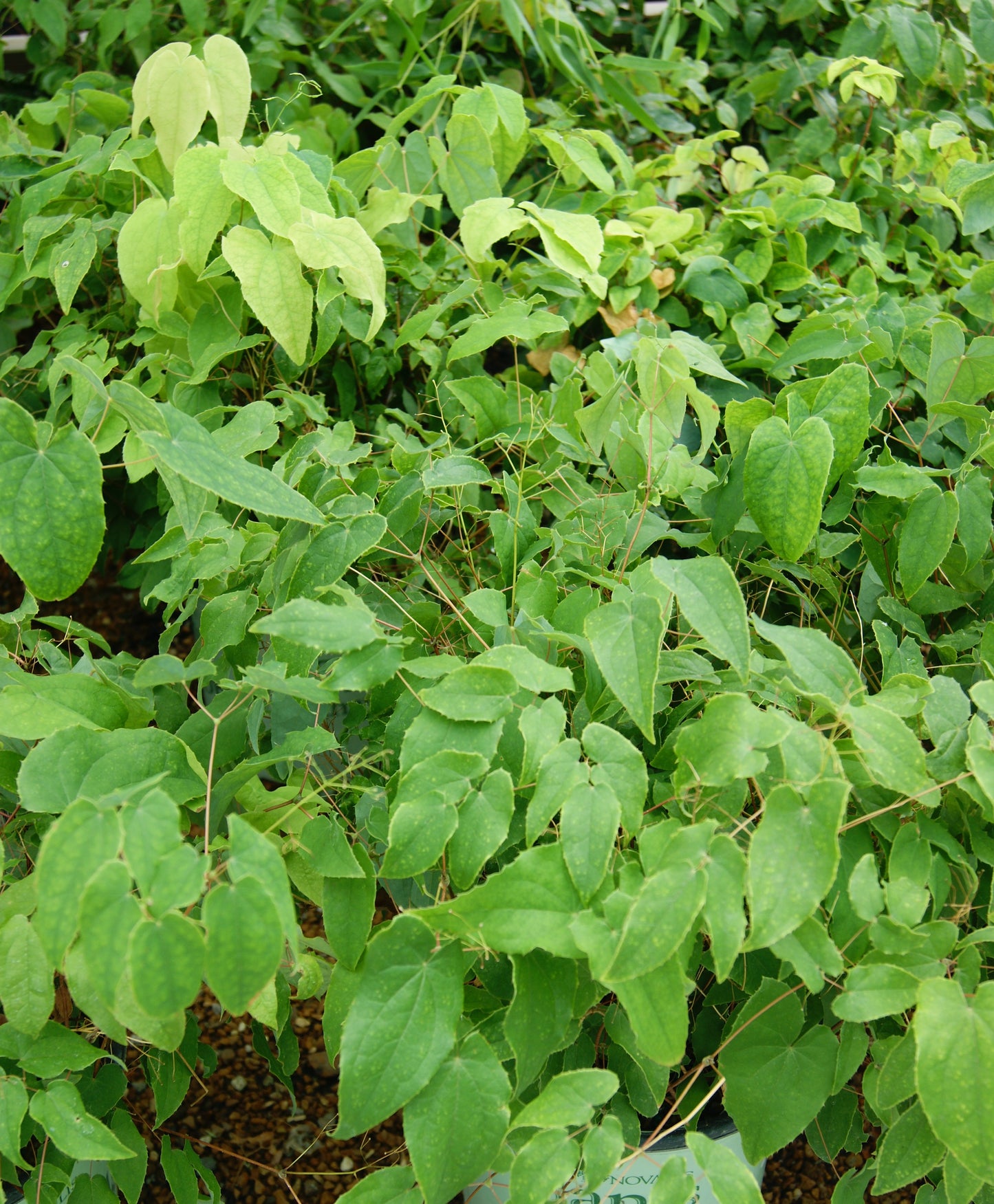 Epimedium grandiflorum 'Pink Elf'