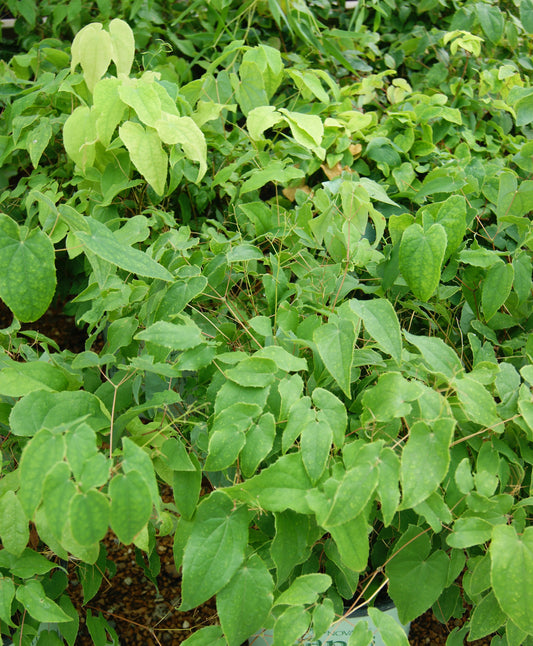 Epimedium grandiflorum 'Pink Elf'