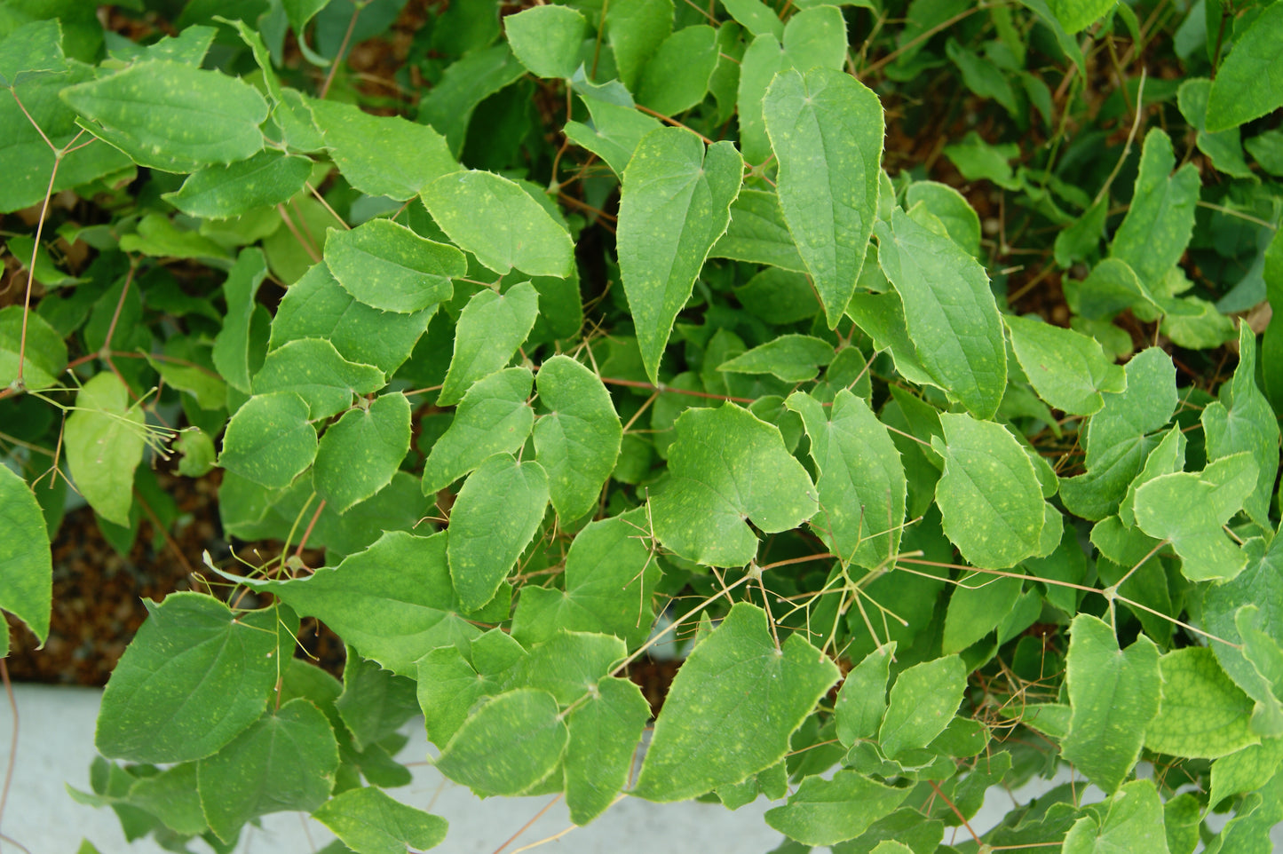 Epimedium grandiflorum 'Pink Elf'