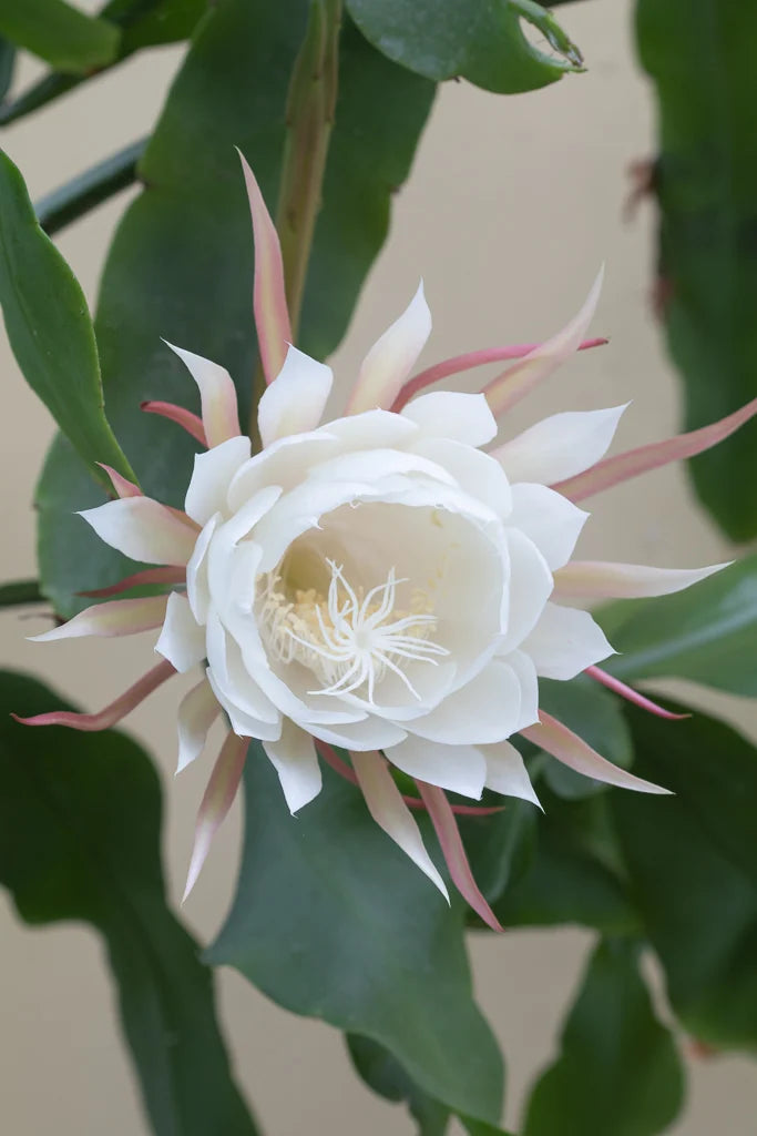 Epiphyllum oxypetalum 'Queen of the Night'